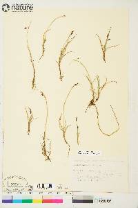 Carex rariflora image