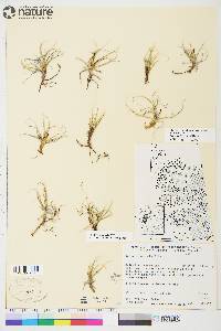 Carex rupestris image