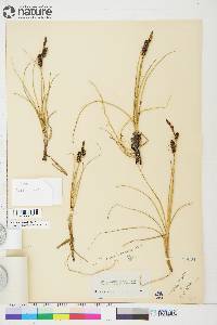 Carex rotundata image