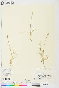 Carex siccata image