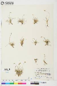 Carex supina image