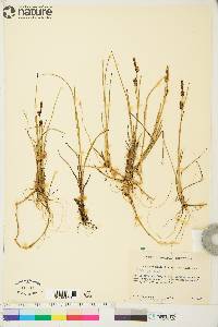 Carex saxatilis image