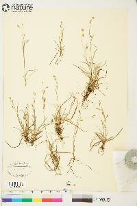 Carex capillaris image