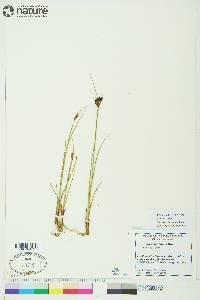 Juncus castaneus image