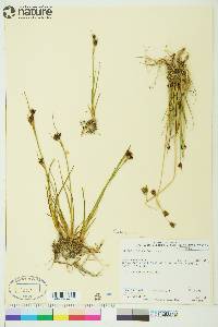 Juncus castaneus image