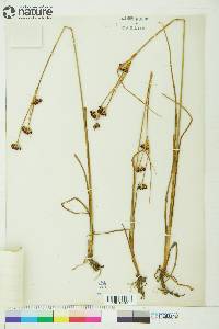 Juncus castaneus image