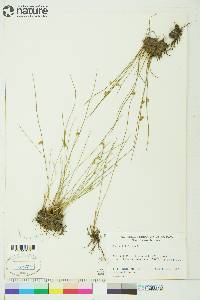 Juncus filiformis image