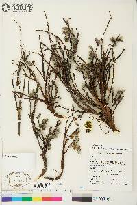 Salix arctica image