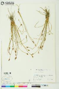 Juncus drummondii image