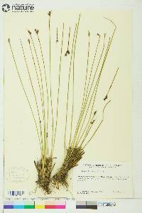 Juncus drummondii image