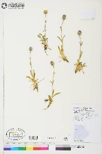 Silene uralensis subsp. uralensis image