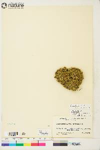 Silene acaulis image