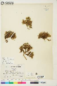 Silene acaulis image