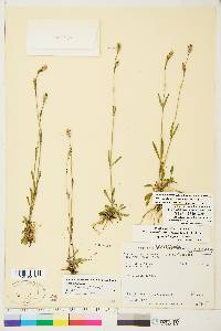 Silene involucrata subsp. tenella image