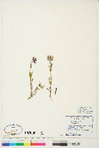 Silene repens image