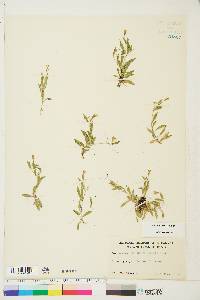 Silene menziesii image