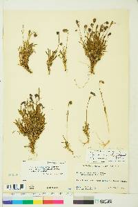 Silene uralensis image