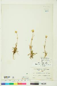 Silene uralensis subsp. uralensis image