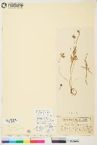 Ranunculus pedatifidus var. affinis image