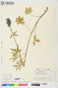 Delphinium glaucum image