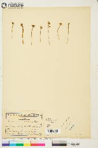 Ranunculus lapponicus image