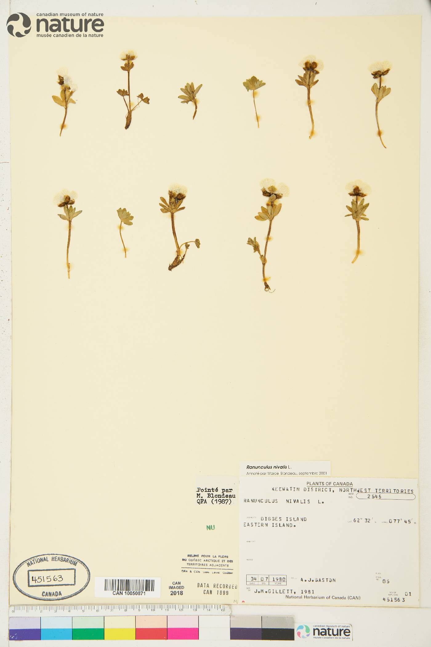Ranunculus pedatifidus var. pedatifidus image