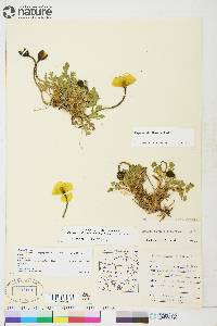 Papaver radicatum image