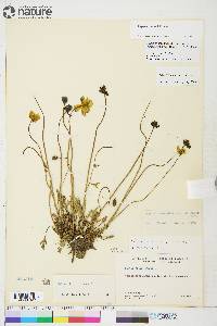 Papaver hultenii image