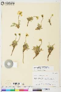 Image of Papaver kluanense