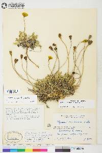 Papaver mcconnellii image