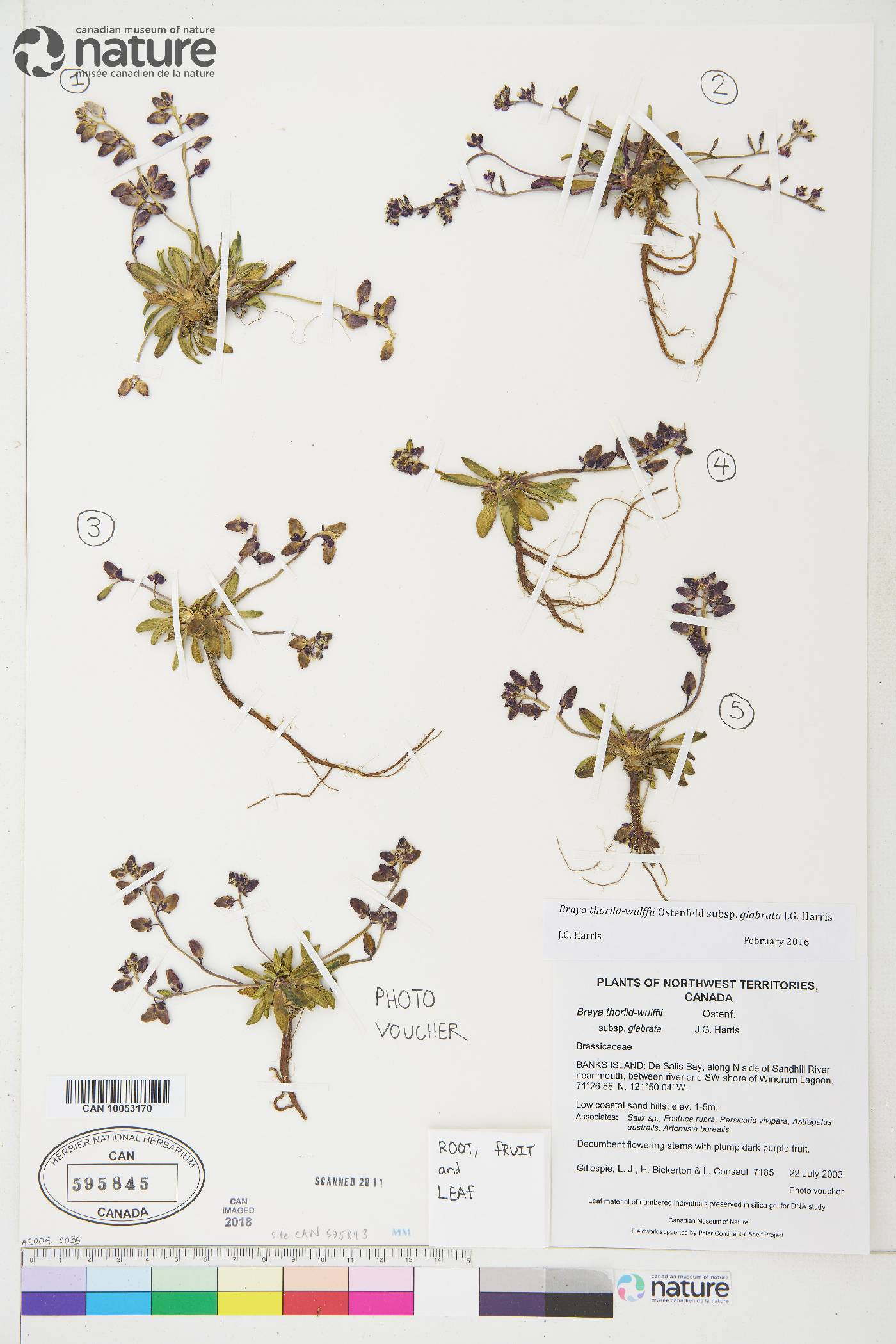 Braya thorild-wulffii subsp. glabrata image