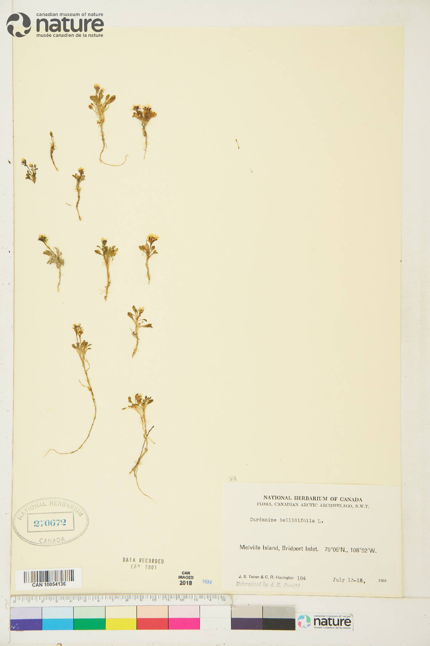 Cardamine bellidifolia image