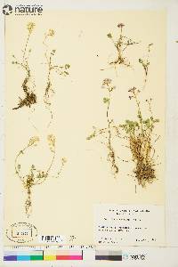 Cardamine purpurea image