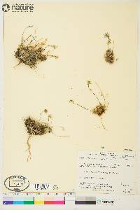 Draba oblongata image