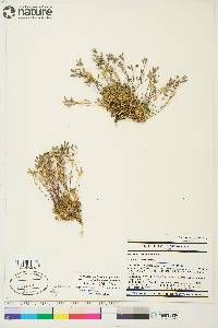 Draba nivalis image