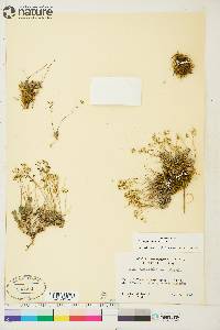 Draba palanderiana image