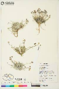 Image of Physaria arctica