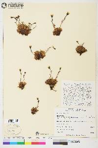 Saxifraga cespitosa image