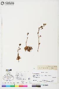 Saxifraga cespitosa image