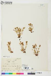 Saxifraga hyperborea image