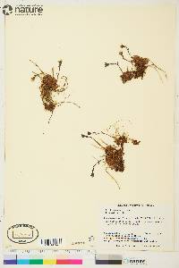 Saxifraga cespitosa image