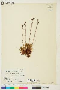 Saxifraga cespitosa image