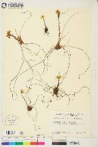 Saxifraga flagellaris image