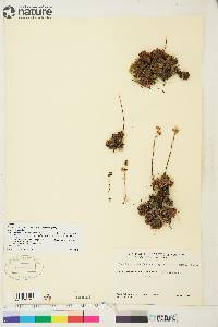 Saxifraga funstonii image