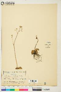 Saxifraga reflexa image