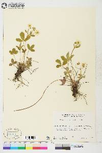 Fragaria virginiana subsp. glauca image