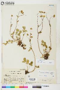 Potentilla hyparctica image