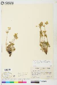 Image of Potentilla furcata