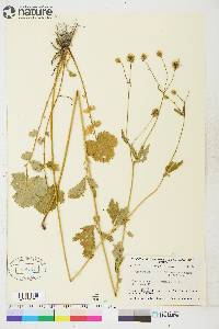 Geum macrophyllum image