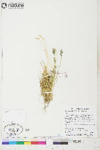 Poa abbreviata subsp. abbreviata image